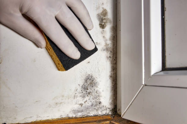 Best Crawl Space Mold Remediation  in Iva, SC
